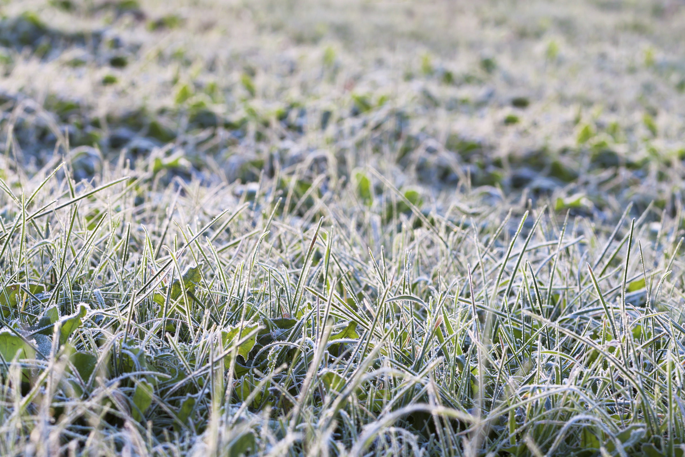 watering in winter