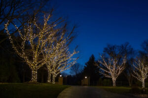 bare winter trees covered in lit-up seasonal string lights